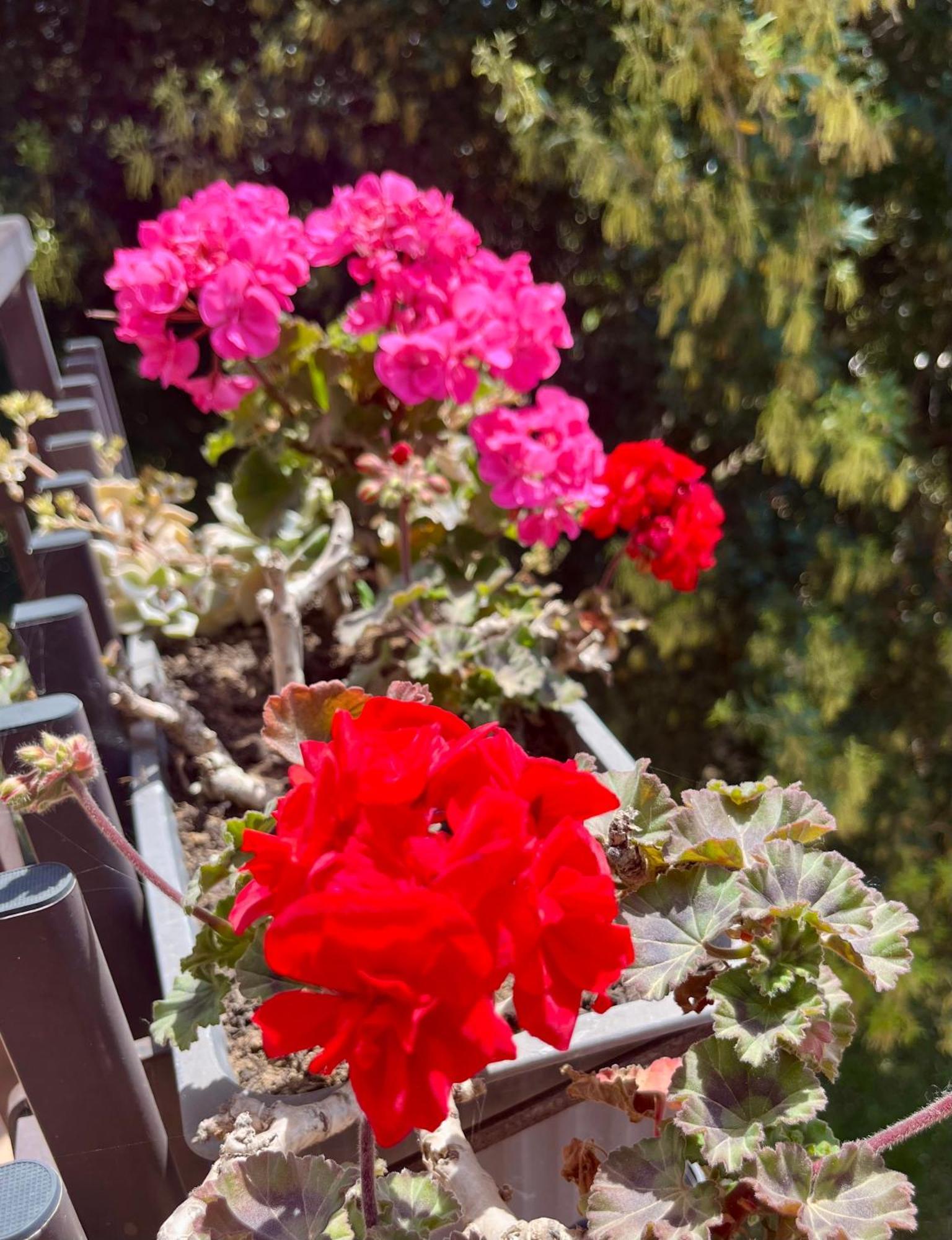 I Lecci Guesthouse San Felice Circeo Exterior foto